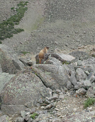 Marmot on Columbine